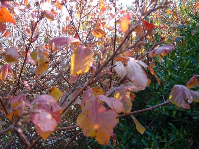 Rhus trilobata P2C